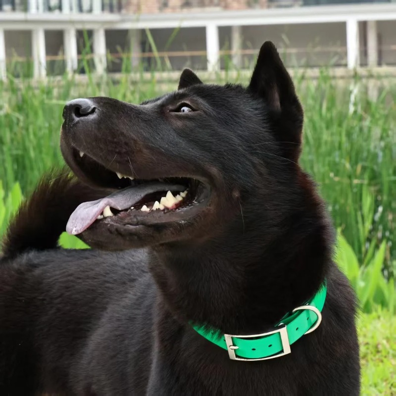 2.5cm Genişliğinde Ağır Hizmet - Hunting Dog Outdoor incelemesi ve fiyatı